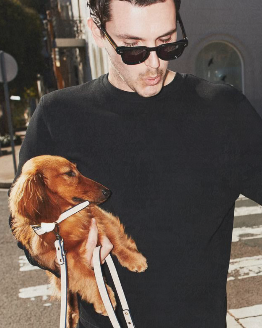 nora district dog events