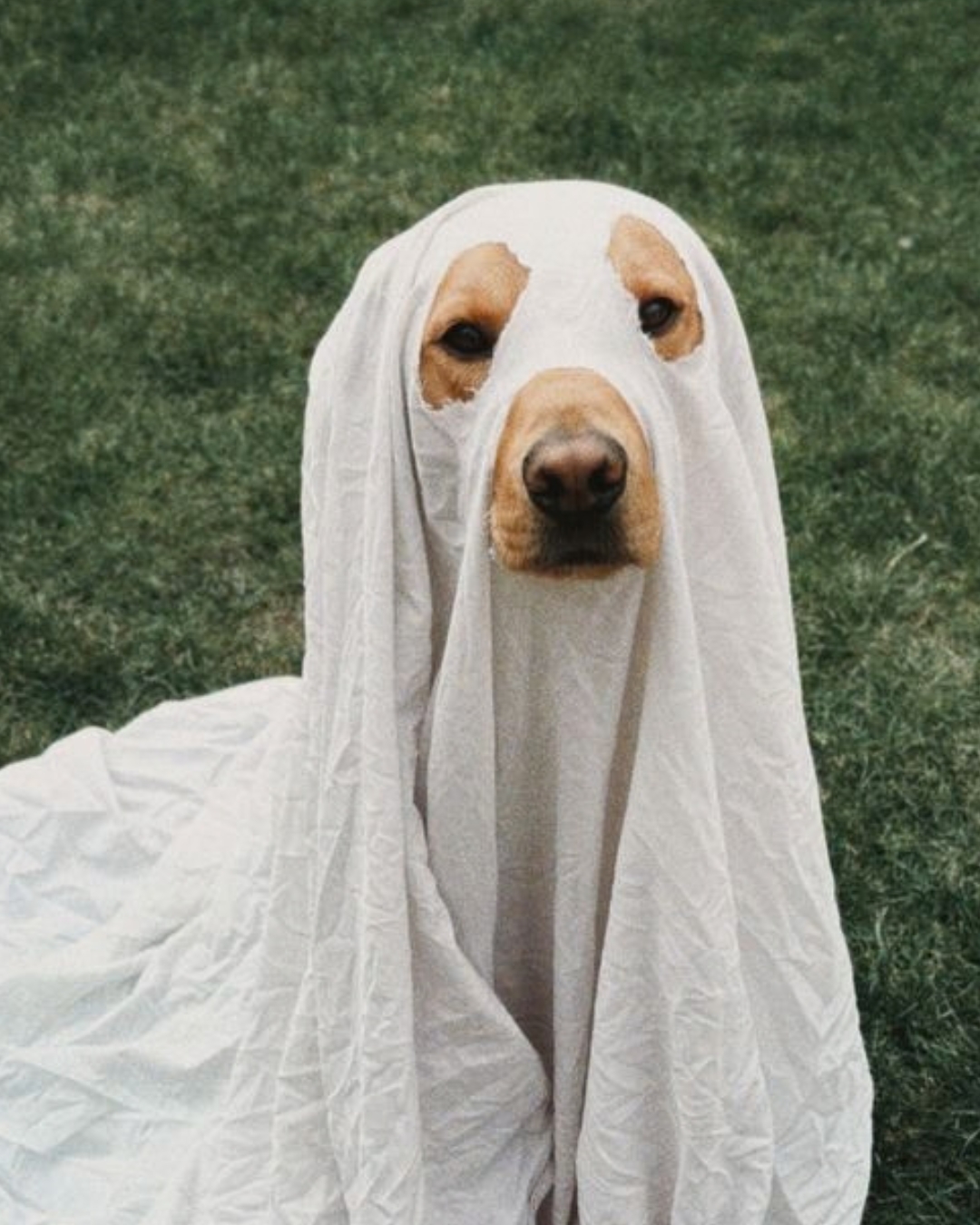 Dogs & Dogs